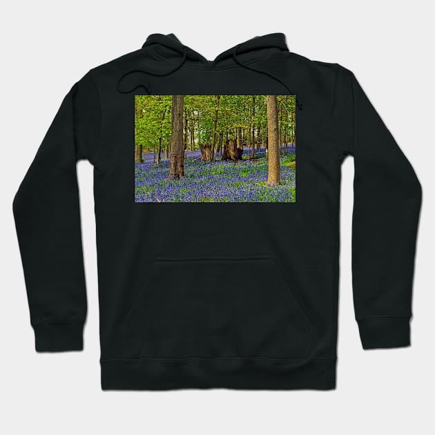 Bluebells Bluebell Woods Greys Court Oxfordshire UK Hoodie by AndyEvansPhotos